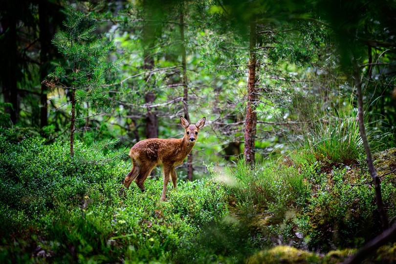 Scottish rural sector - increasing regulation for deer management